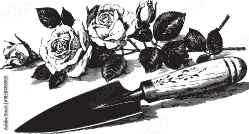 Gardening knife and rose flowers in detailed black and white vector illustration. Vintage design showcasing floral beauty and nature.