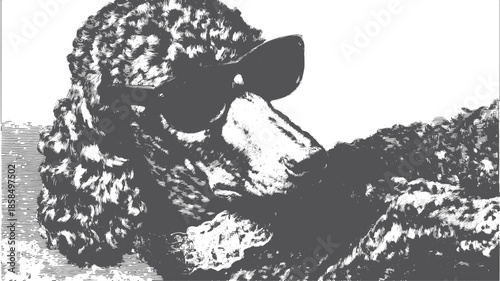 Poodle dog wearing sunglasses in a stylish vector illustration. Unique black and white art showcases a furry character with a cool look.