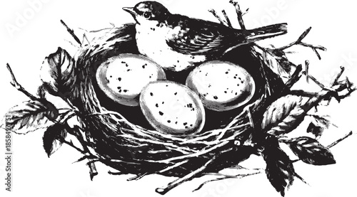 Bird on a nest with three eggs. Vintage vector illustration highlighting ecological themes, showcasing natural wildlife in a graphic style.