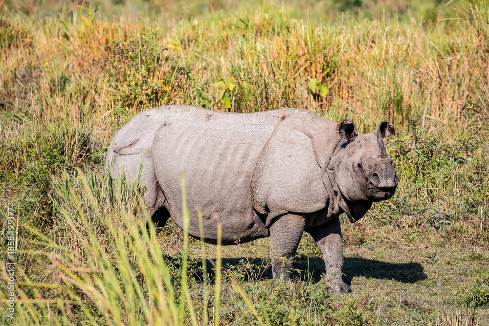 Obraz premium A close-up portrait of a greater one-horned rhinoceros in Kaziranga National Park, highlighting its thick armored skin and powerful presence.