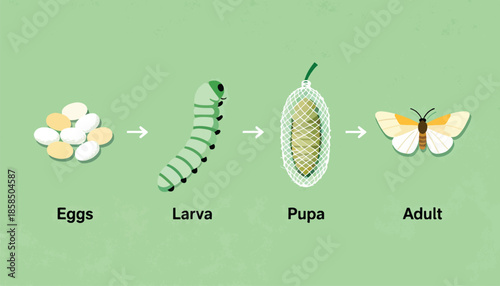 Life cycle stages eggs, larva, pupa, and adult butterfly/moth