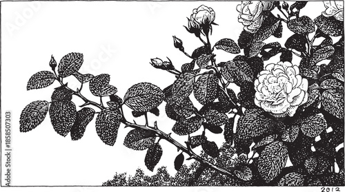 Illustration of a rose and leaves in detailed black and white. This elegant vector artwork showcases nature in a vintage botanical style.