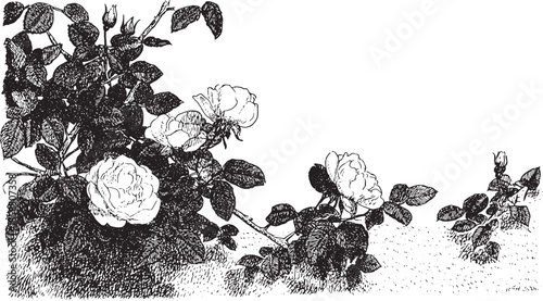Botanical rose illustration in black and white. Detailed sketch showing elegant blooms and leaves, perfect for decor in vector format.