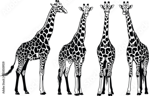Four giraffes silhouette illustration wildlife animal collection standing poses African savanna nature vector design isolated black white background art graphic
