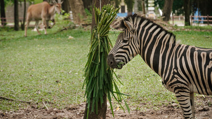Fototapete Zebra Grantzebra grasend in Seitenansicht  © Fauzan Ismawan