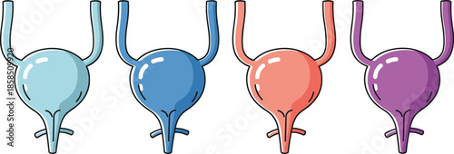 Human urinary bladder anatomy illustration showing healthy organ variations colorful medical vector isolated educational healthcare design set infographic urology collection