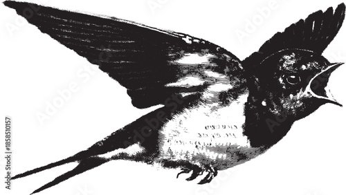 Illustration of a bird singing with an elegant wing posture, captured in detailed black and white. This vector artwork represents wildlife and nature.