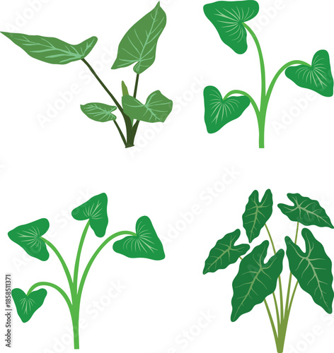 Decorative green taro plant leaves botanical vector set isolated.
