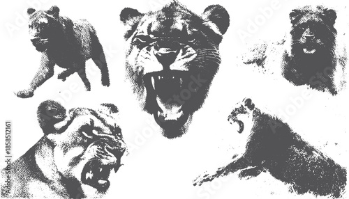 Lion head roaring in black and white vector illustration. Dynamic wildlife graphic showcasing powerful expressions and fierce nature in a design set.