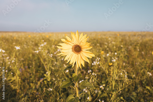Yellow sunflower bloom in autumn field under clear blue sky