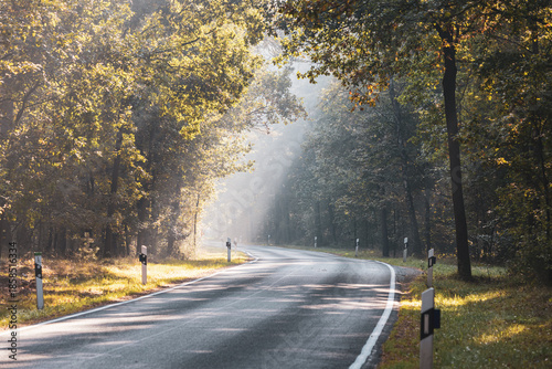 Foggy forest road with sun rays through mist in autumn