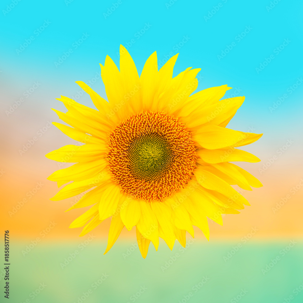 Fototapeta premium Isolated Sunflower against a blurry summery background