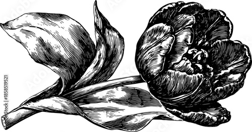 This flower illustration features a detailed black and white outline of a tulip. Vintage vector illustration with an engraving style, suitable for various uses.