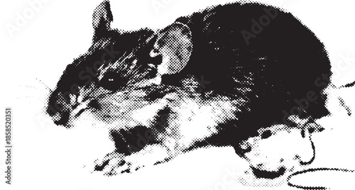 Mouse vector illustration in black and white. Simple graphic of a rodent, highlighting its features in a flat design.