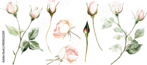 Watercolor Roses - Delicate Pink Buds and Green Leaves vector illustration