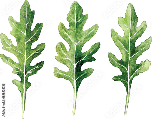 green rucola leaf isolated on whte  illustration vector