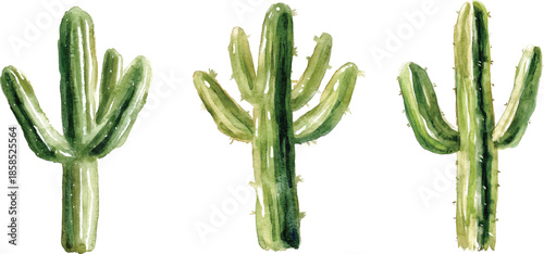 Cactus Watercolor Painting - Green Desert Plant  vector illustration
