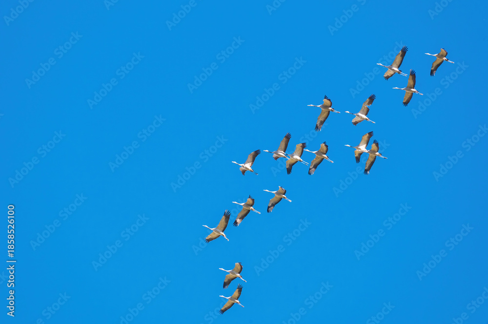 Fototapeta premium cranes flying overhead