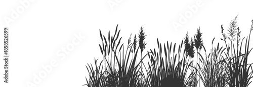 Silhouette of cattails and reeds. Wild grass on the river bank. 