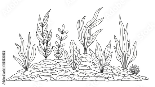 Underwater Plant Life Sketch - Aquatic Flora on Rocky Seabed