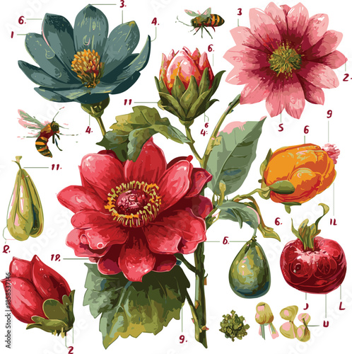  Generated Flower pollination diagram clipart design. Flowers reproduction infographic clip art with flora parts and bee insects drawing elements for biology education template. Vector illustration