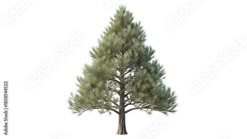 High-resolution pine tree illustration ideal for environmental, educational, and botanical content.