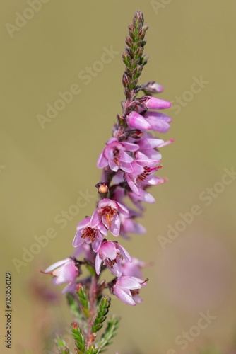 Quadro su tela Close up of common heather (calluna vulgaris) in bloom