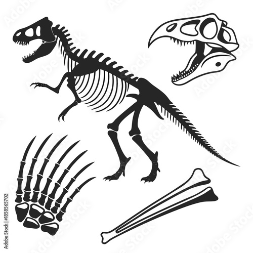 Dinosaur skeleton illustration