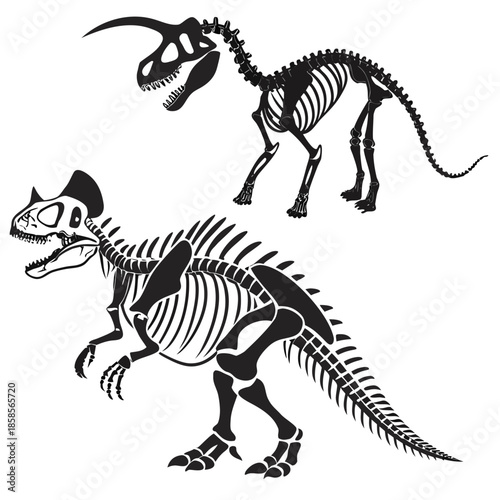 Dinosaur skeletons