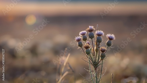 Last phase of winter thistles, highlighting seasonal plant maturity and ecological cycle
