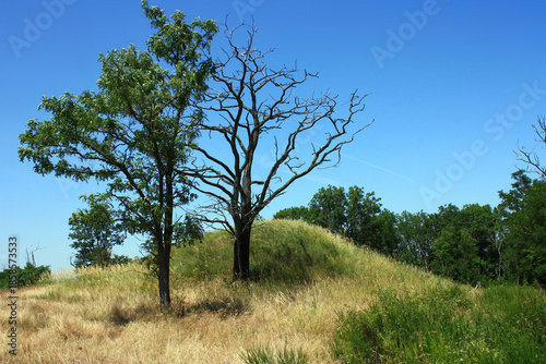 Dead Tree beneath a Neolithic Burial Mound on the Spitzberg near Landsberg in Saxony-Anhalt, Germany
