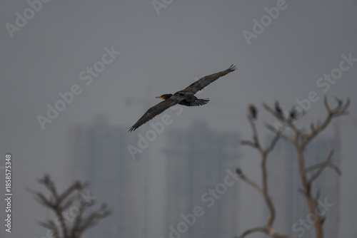 Vanished wetlands 
(A cormorant in flight)
