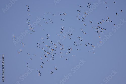 Fliegende Kraniche während der Formationsbildung über Österreich