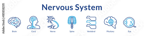 Nervous System Anatomy for Medical Education Neurology Healthcare Neural Studies and Clinical Neuroscience Training