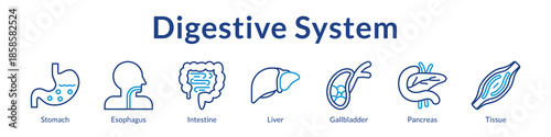 Digestive System Anatomy for Medical Education Gastroenterology Healthcare Nutrition Studies and Clinical Applications