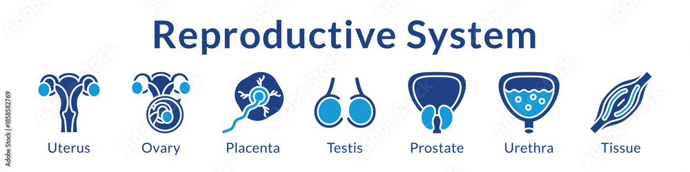 Ταπετσαρία Reproductive System Anatomy for Medical Education Gynecology Obstetrics Urology