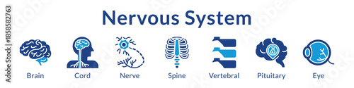 Nervous System Anatomy for Medical Education Neurology Healthcare Neural Studies and Clinical Neuroscience Training
