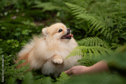 Cuadro en lienzo A fluffy light brown Pomeranian is standing with a raised paw, tongue out, looki