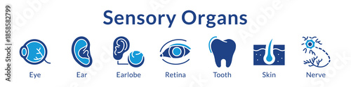 Sensory Organs Anatomy for Medical Education Ophthalmology Dermatology Dental Healthcare and Clinical Studies