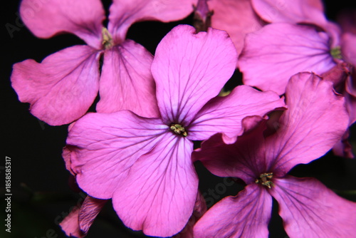 pink hydrangea macrophylla flower photo	
