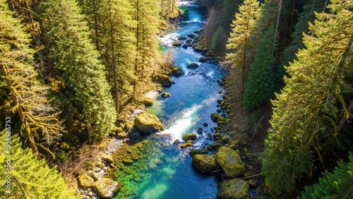 Aerial view of a flowing river in a lush forest landscape with sunlight