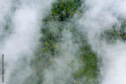 Aerial view of thick green forest partially veiled by low-hanging mist, creating a soft, atmospheric effect over the lush treetops. The scene captures the natural patterns and vibrant textures of a