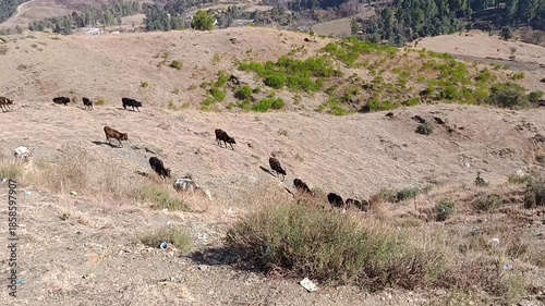 Cows grazing on arid hillside with sparse vegetation and scattered trash