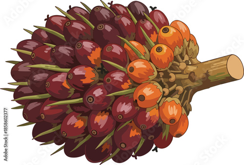 Palm Fruit Cluster with Spiky Texture.