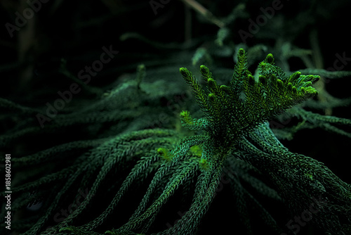Foto Deep Green Conifer Needles in Dark Low Key
