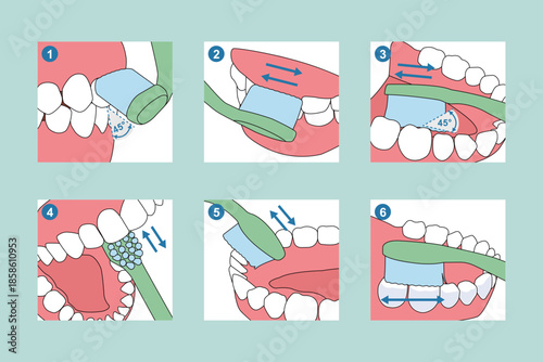 Professional Bass Method Tooth Brushing Steps Vector Illustration