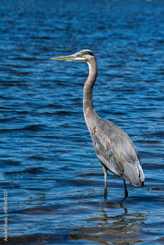 A great blue heron, Ardea herodias, stands in the Grand River, Harbor Island, Grand Haven, Michigan
