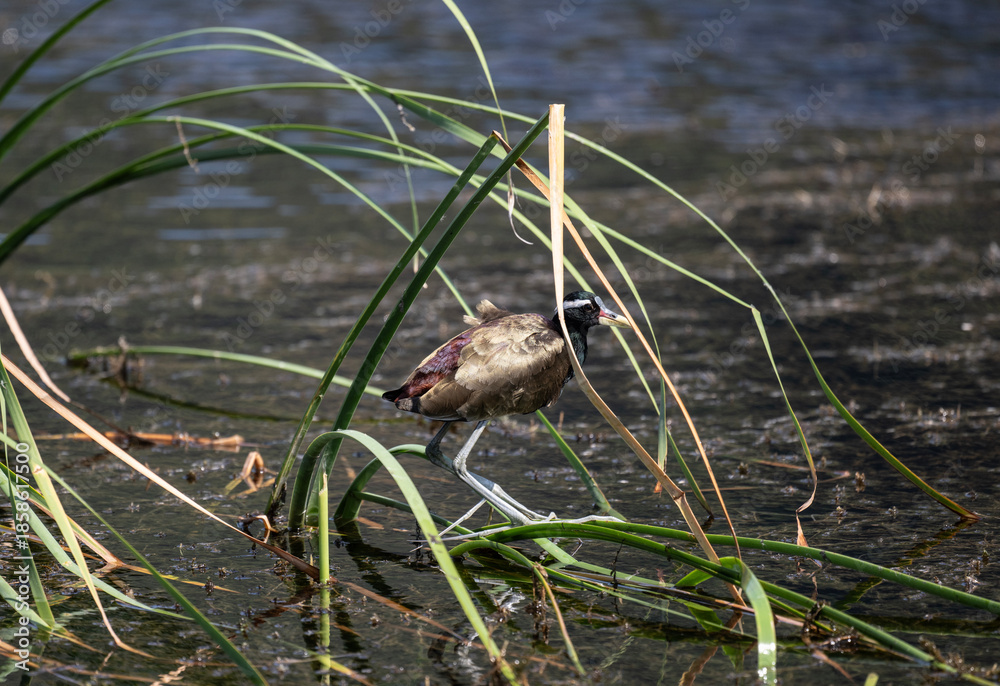 Obraz premium A crested jacana in its natural habitat in the swamps near Hua Hin, Thailand.