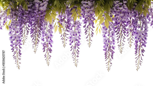 Vibrant purple wisteria flowers hanging gracefully creating a beautiful floral border.