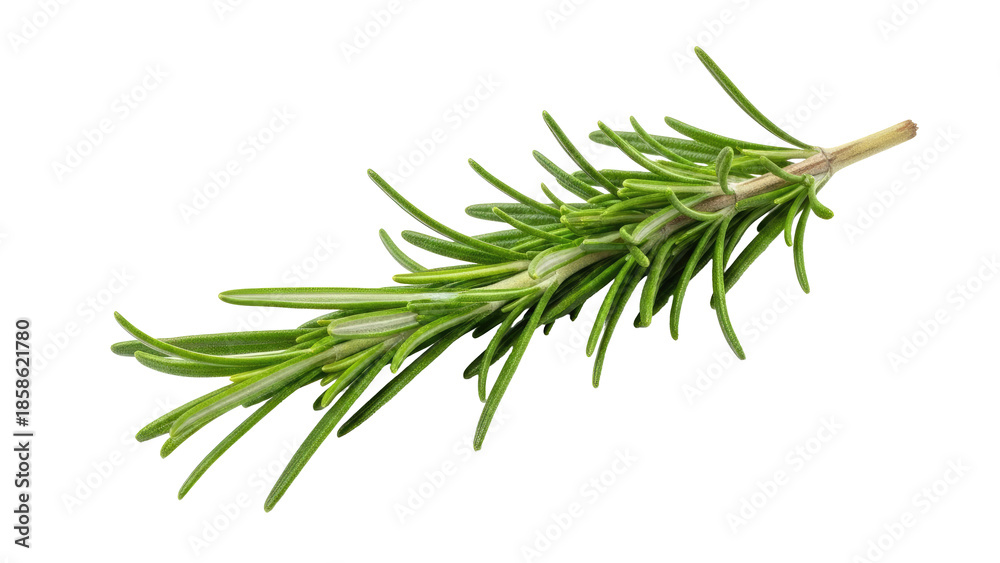 Fototapeta premium Fresh Rosemary Sprig Isolated on White Background.